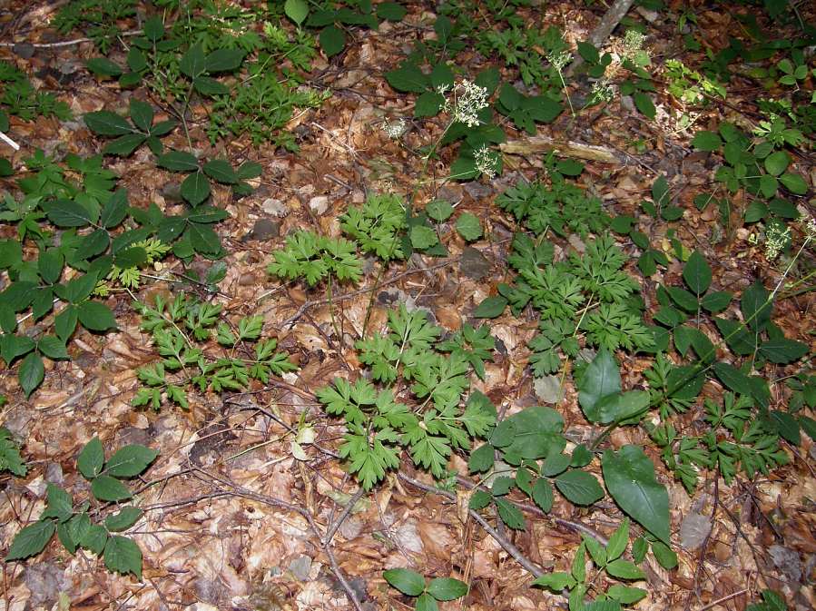 Physospermum cornubiense (L.) DC.jpg
