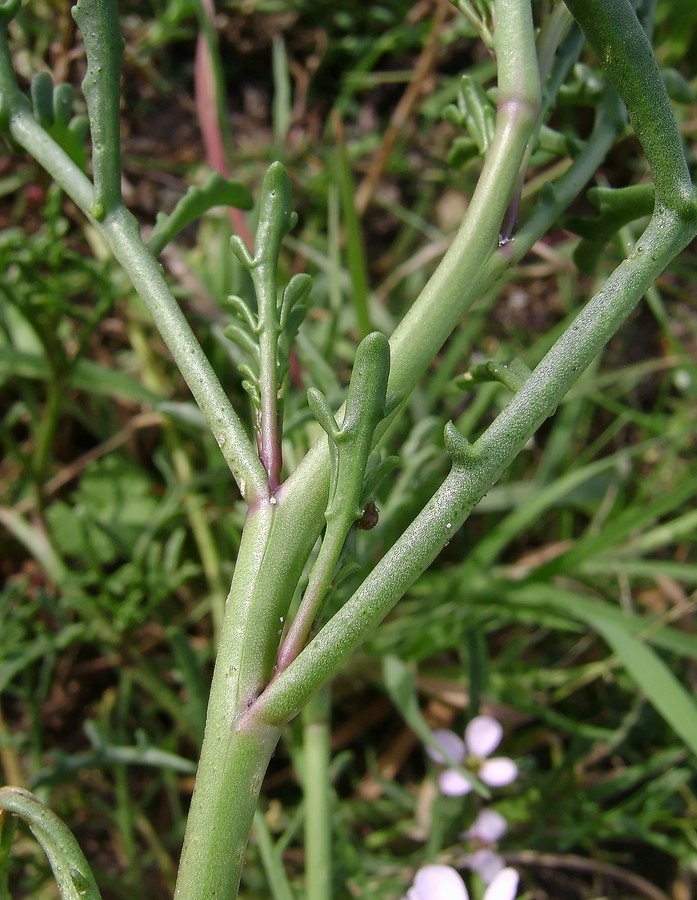 <i>Cakile maritima</i> Scop. subsp. <i>maritima</i>