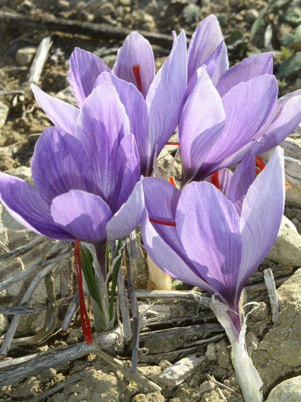 <i>Crocus sativus</i> L.