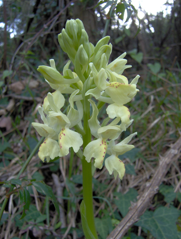 Orchis-provincialis1.jpg
