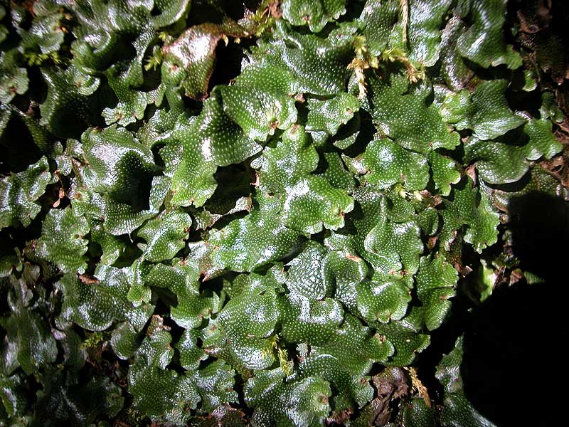 Conocephalaceae: Conocephalum conicum (L.) Dumort. (Marchantiophyta)