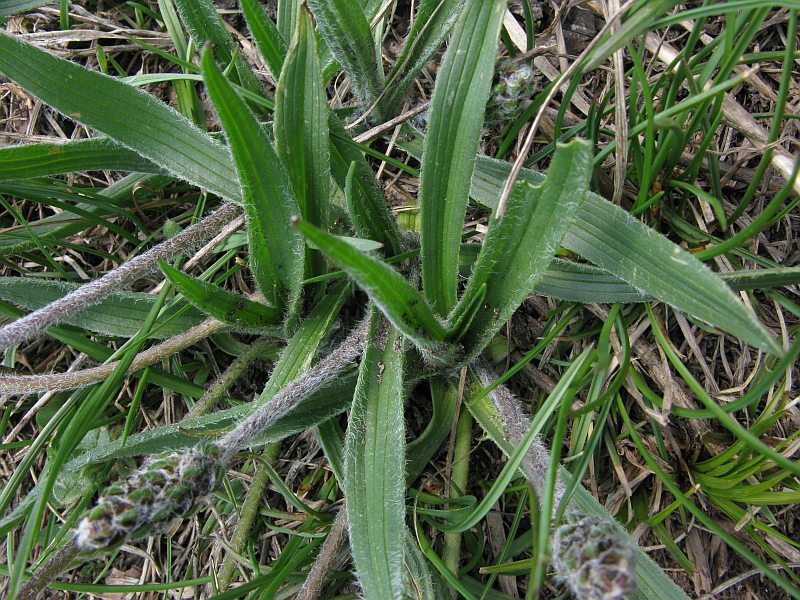 <i>Plantago atrata</i> Hoppe subsp. <i>fuscescens</i> (Jord.) Pilg.