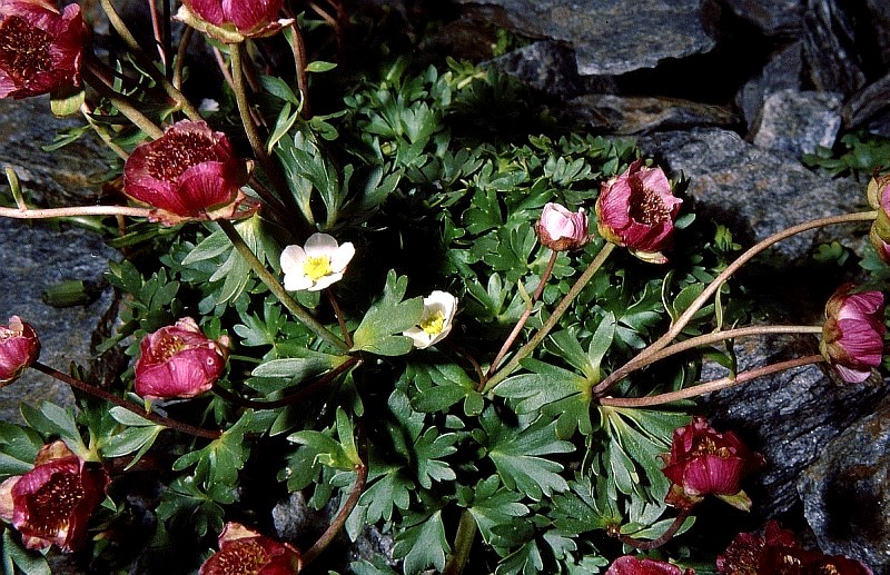 <i>Ranunculus glacialis</i> L.