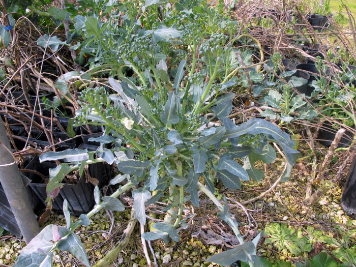 <i>Brassica oleracea</i> L.