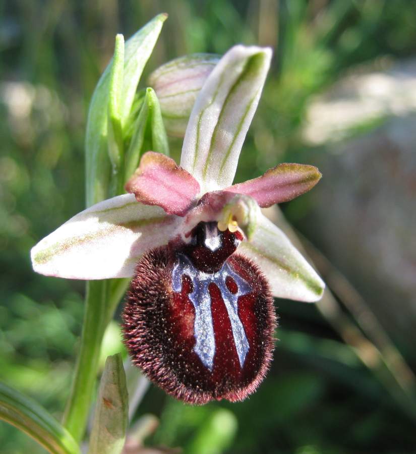 <i>Ophrys sipontensis</i> O.Danesch & E.Danesch
