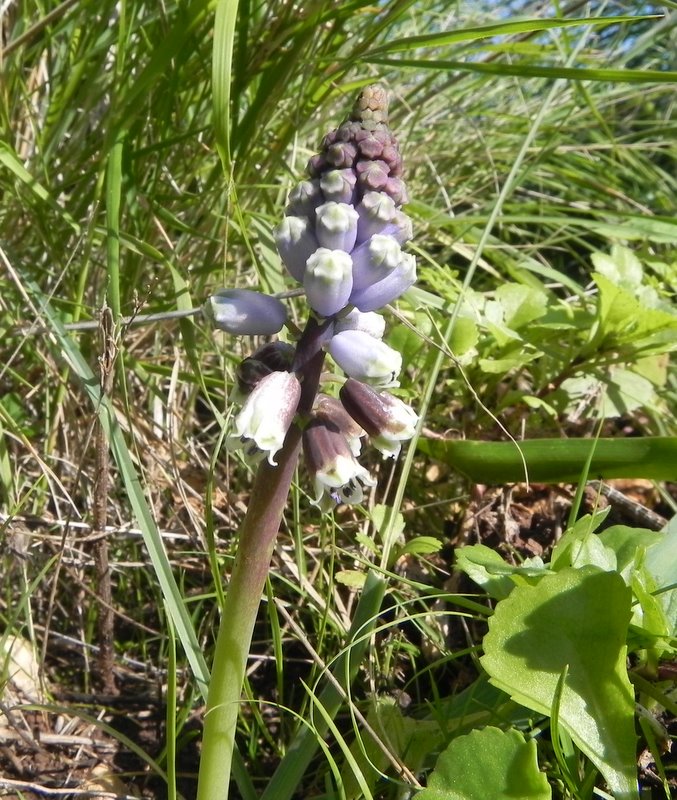 <i>Bellevalia dubia</i> (Guss.) Rchb.