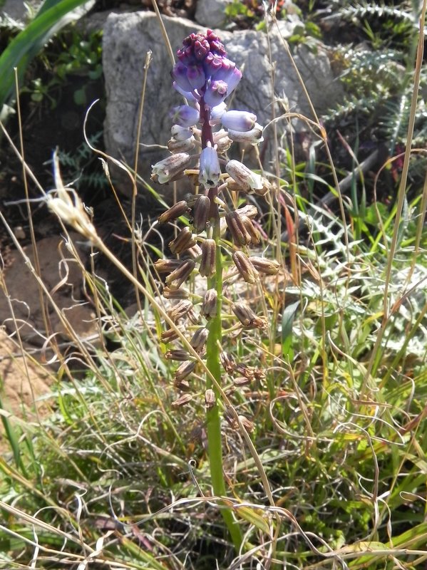 <i>Bellevalia dubia</i> (Guss.) Rchb.