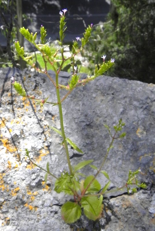 <i>Centranthus calcitrapae</i> (L.) Dufr. subsp. <i>calcitrapae</i>