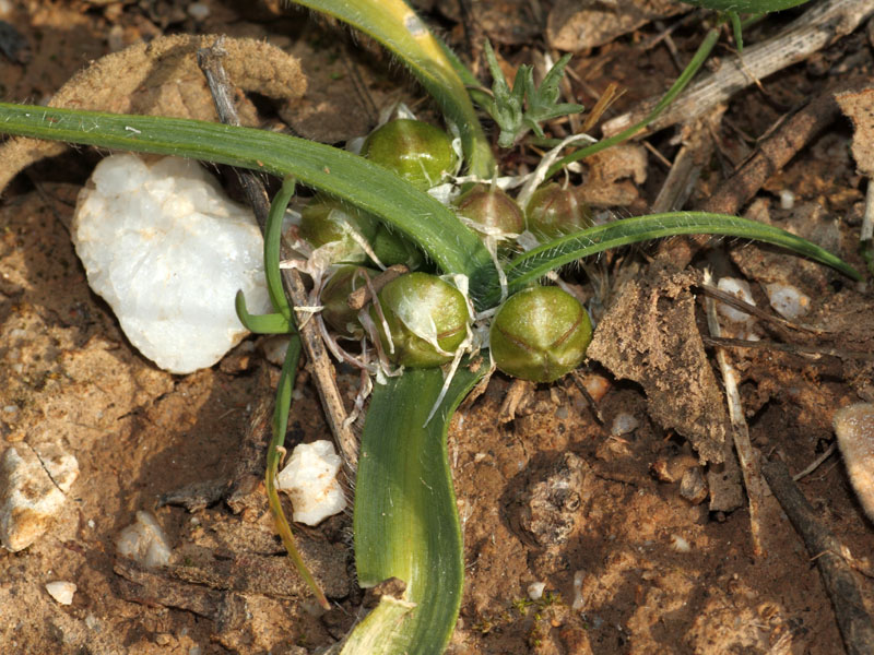 <i>Allium chamaemoly</i> L. subsp. <i>chamaemoly</i>