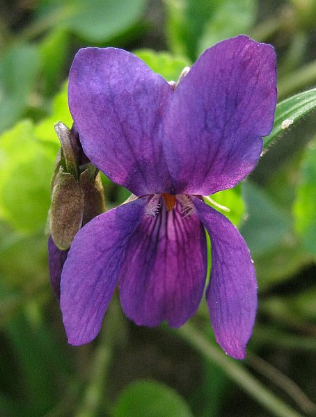 <i>Viola odorata</i> L.
