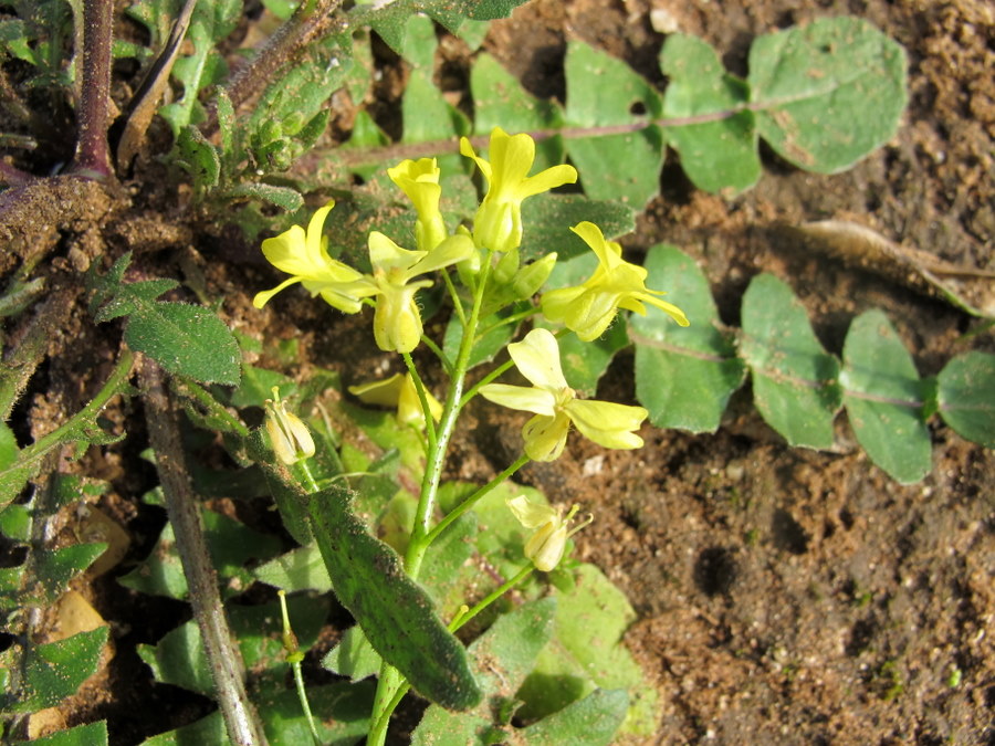 Bunias erucago L. - Brassicaceae - Cascellore comune  21 mar (5).jpg