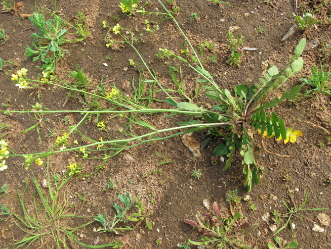 Bunias erucago L. - Brassicaceae - Cascellore comune  21 mar (8).jpg
