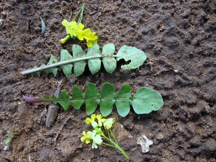 Bunias erucago L. - Brassicaceae - Cascellore comune  21 mar (14).jpg