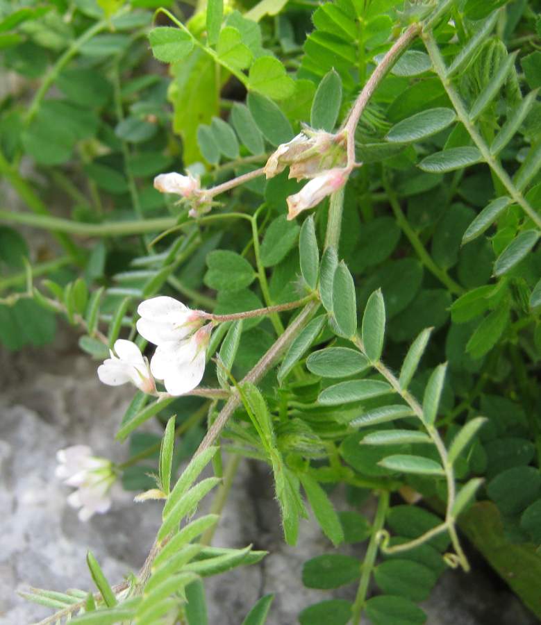 <i>Vicia leucantha</i> Biv.