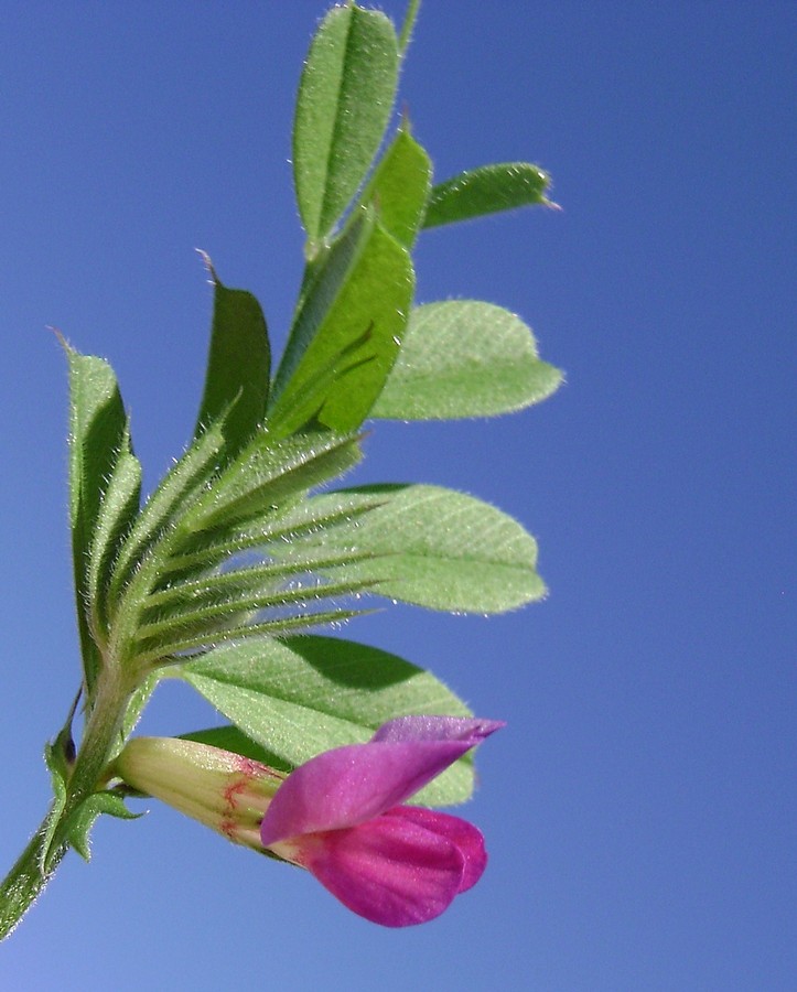 <i>Vicia angustifolia</i> L.