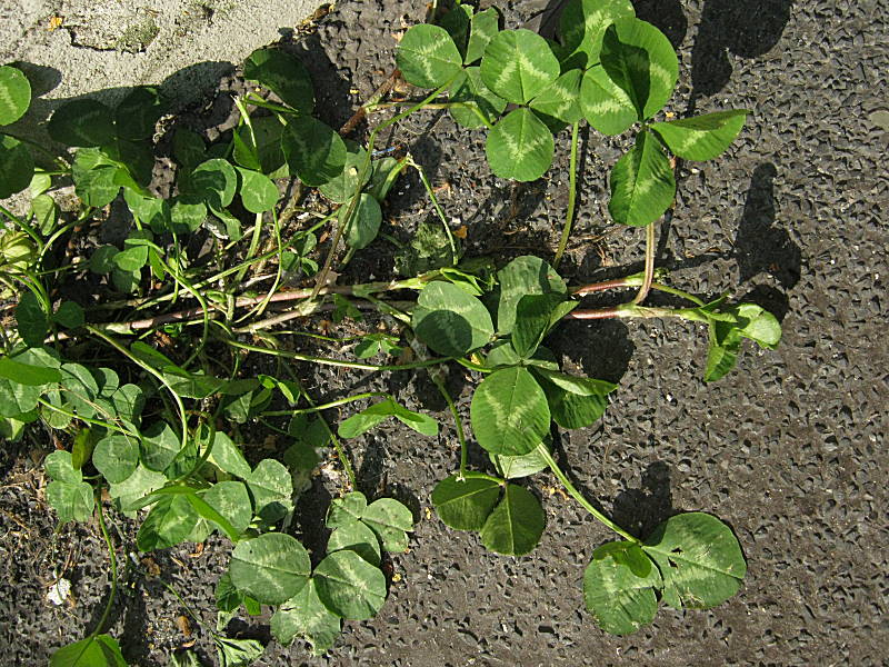 Trifolium repens L. {F 1964}