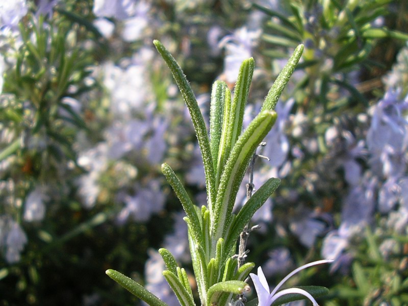 <i>Salvia rosmarinus</i> Spenn.