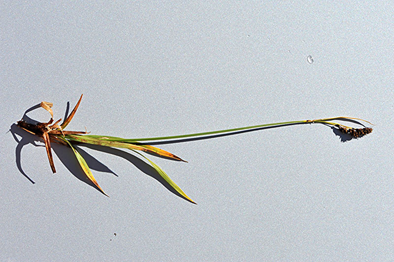 <i>Carex atrata</i> L.