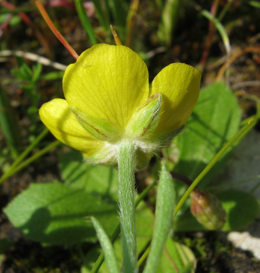 <i>Ranunculus paludosus</i> Poir.