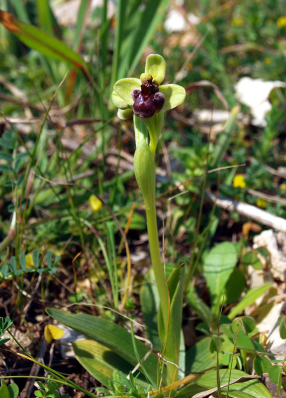 <i>Ophrys bombyliflora</i> Link