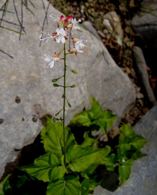 Circaea alpina L. subsp. alpina (3).jpg
