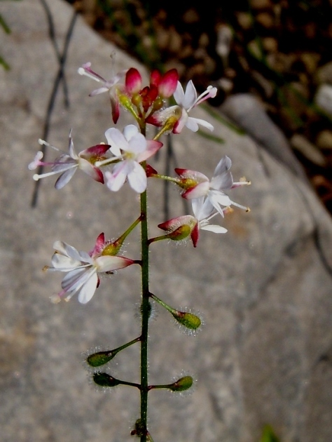 Circaea alpina L. subsp. alpina (4).jpg