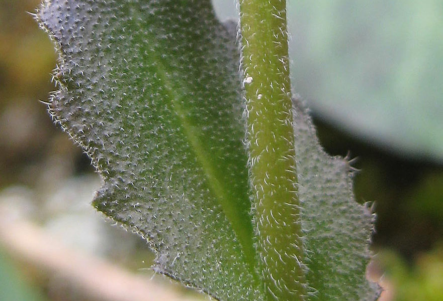 <i>Arabis collina</i> Ten. subsp. <i>rosea</i> (DC.) Minuto