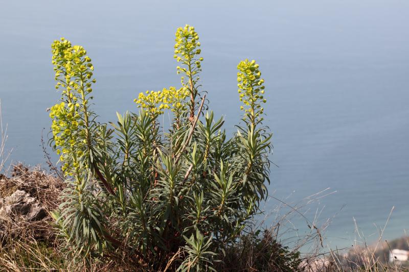 Euphorbia_characias_5.jpg