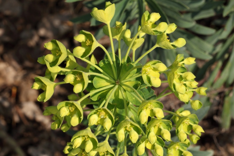 Euphorbia_characias_9.JPG