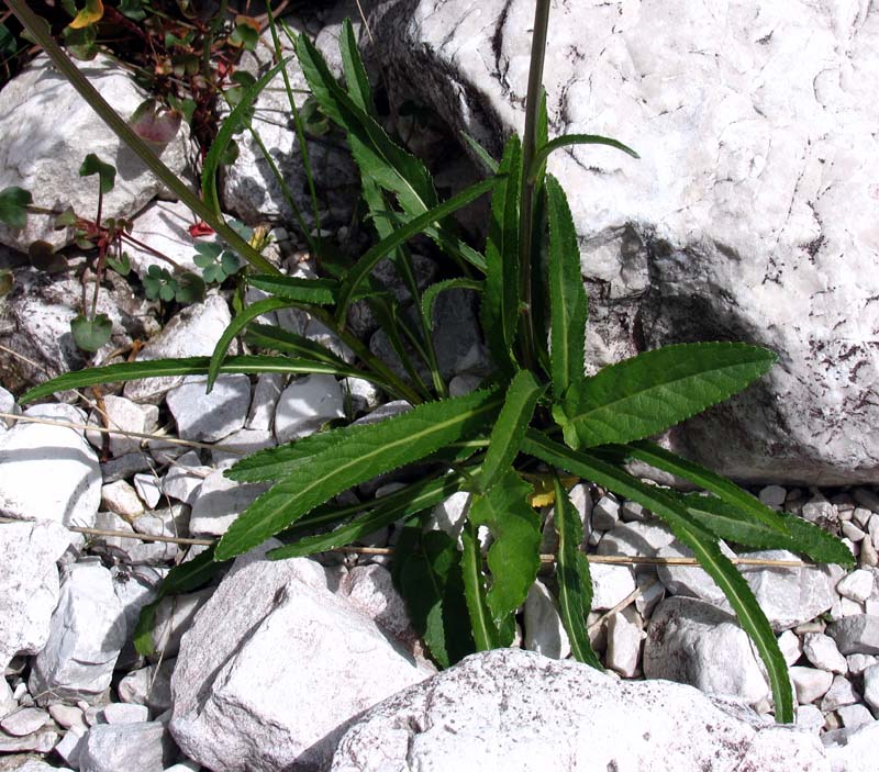 <i>Phyteuma scheuchzeri</i> All. subsp. <i>columnae</i> (Gaudin) Bech.
