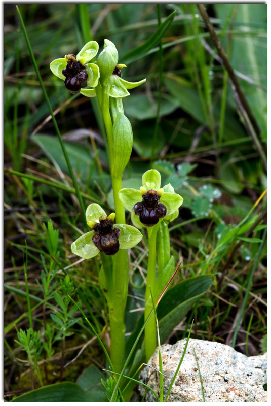 <i>Ophrys bombyliflora</i> Link