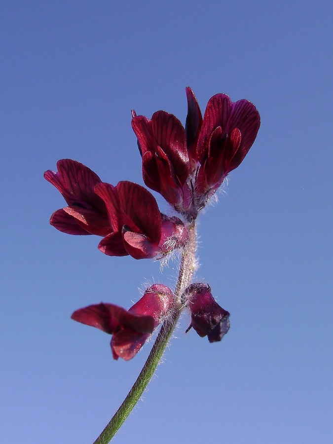 <i>Vicia benghalensis</i> L.