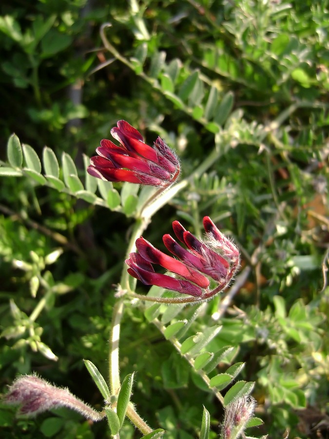 <i>Vicia benghalensis</i> L.