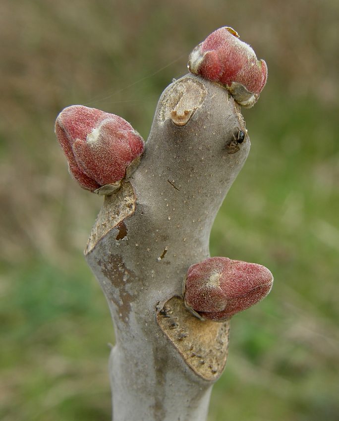 <i>Ailanthus altissima</i> (Mill.) Swingle