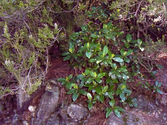 Monteferrato - PO - in associazione con Erica scoparia e Quercus ilex