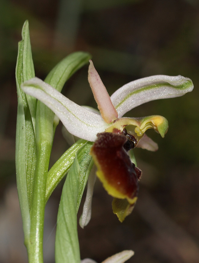 <i>Ophrys exaltata</i> Ten. subsp. <i>montis-leonis</i> (O.Danesch & E.Danesch) Soca