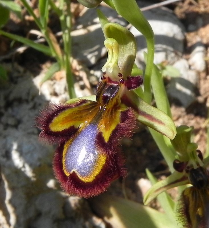 <i>Ophrys speculum</i> Link