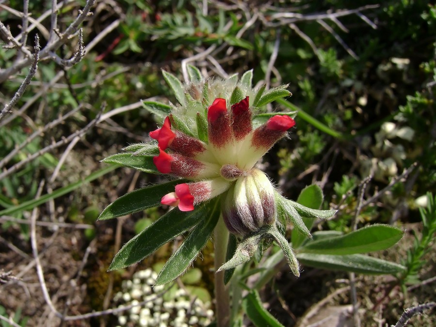 Anthyllis vulneraria L. subsp. rubriflora  (2).JPG