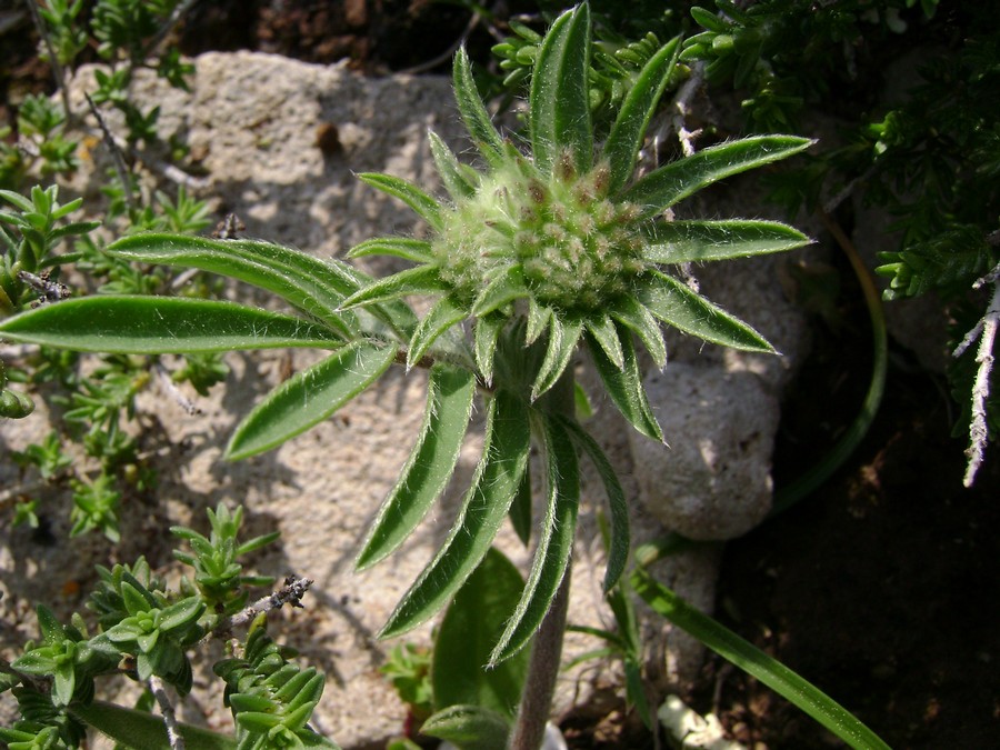 Anthyllis vulneraria L. subsp. rubriflora  (9).JPG