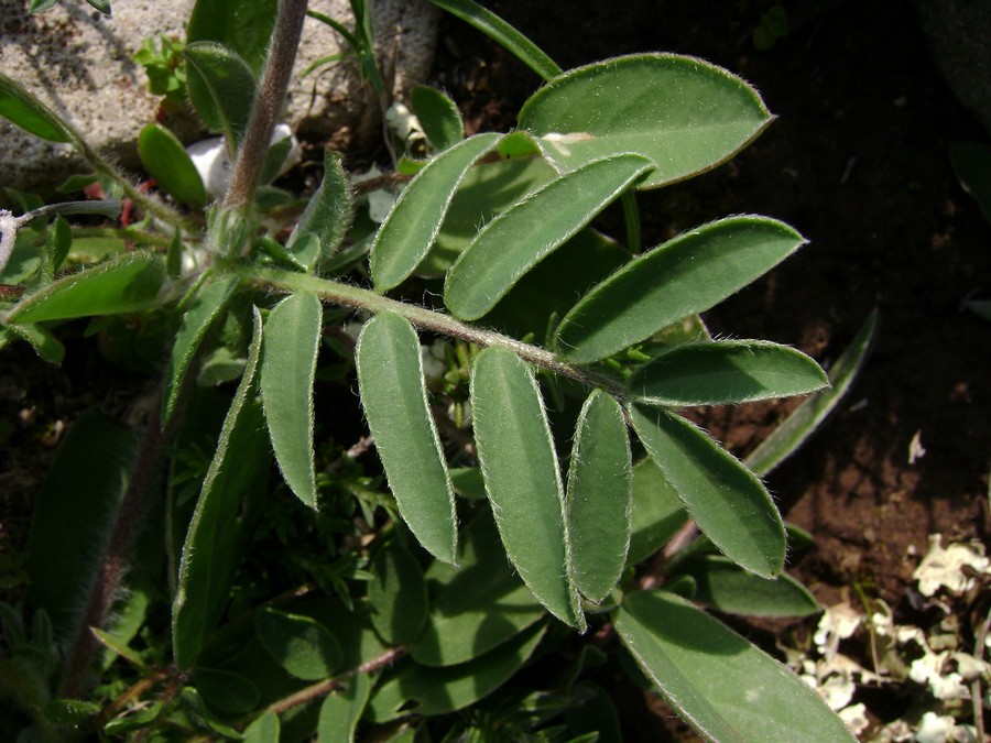 Anthyllis vulneraria L. subsp. rubriflora  (5).JPG