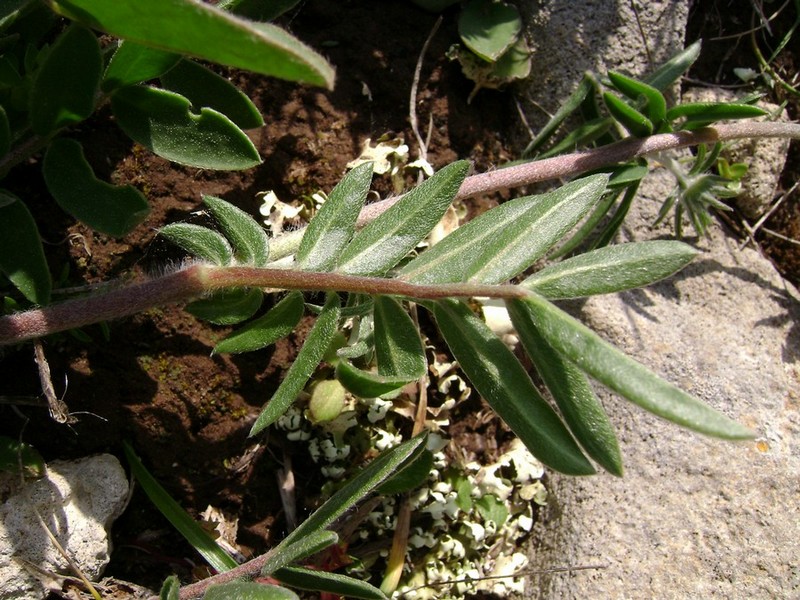 Anthyllis vulneraria L. subsp. rubriflora  (10).JPG