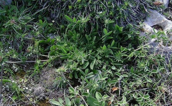 Anthyllis vulneraria L. subsp. rubriflora  (14).JPG