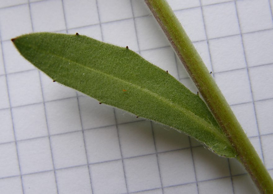 <i>Calendula arvensis</i> (Vaill.) L.