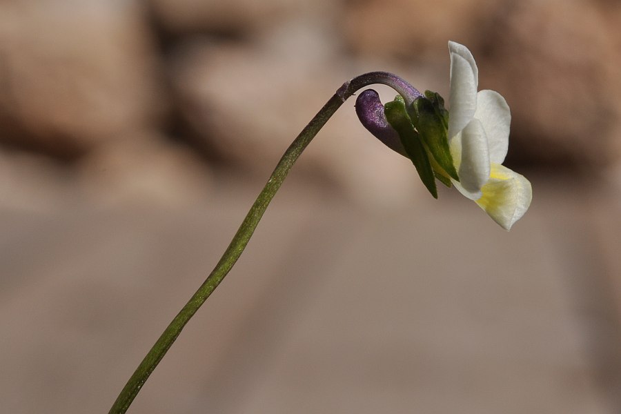 <i>Viola hymettia</i> Boiss. & Heldr.