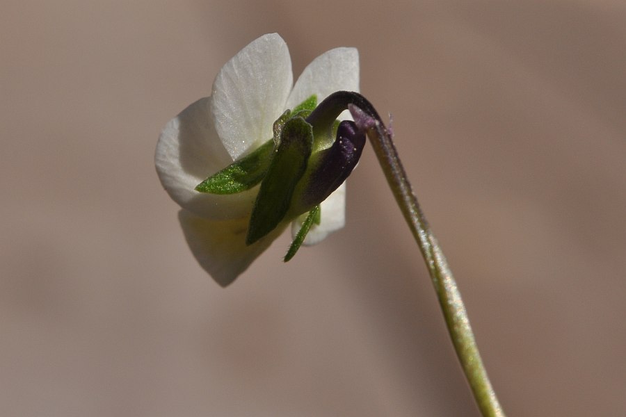 <i>Viola hymettia</i> Boiss. & Heldr.