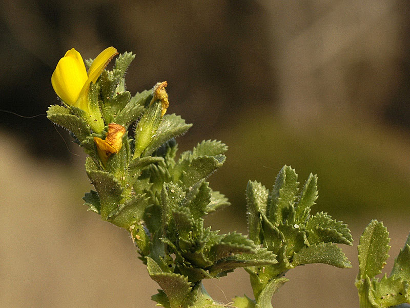 <i>Ononis variegata</i> L.