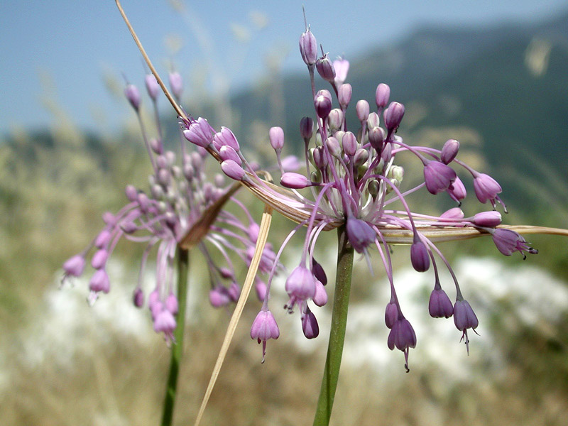 Allium coloratum Spreng_8053 (9).jpg