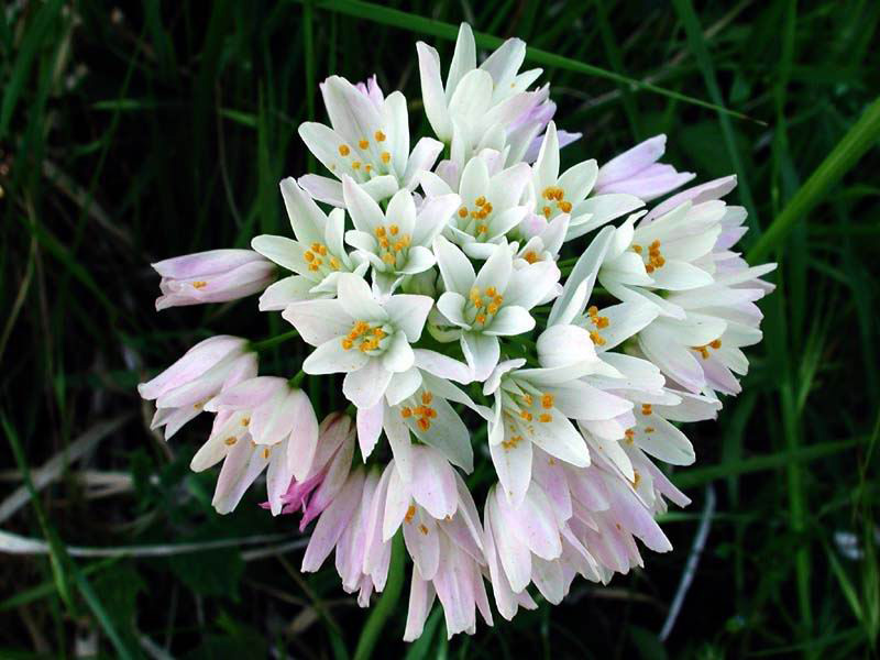 Allium roseum2600.jpg