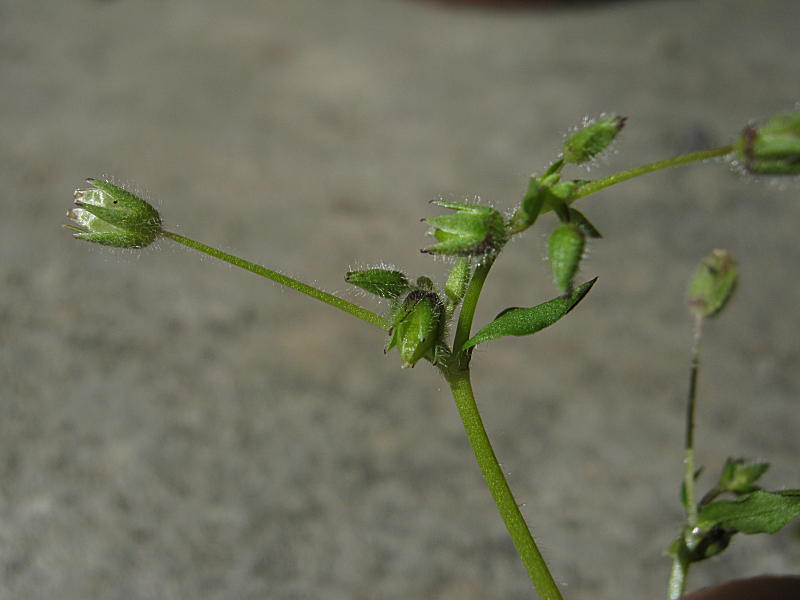 <i>Stellaria pallida</i> (Dumort.) Crép.