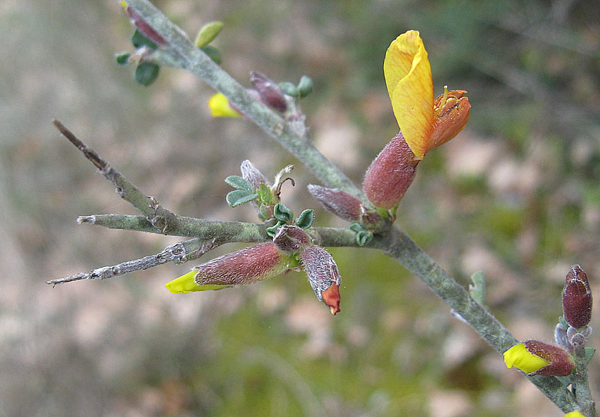 <i>Cytisus spinescens</i> Sieber ex Spreng.